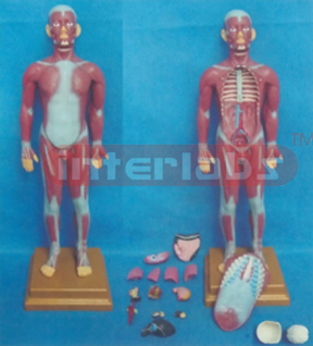 85 CM TALL, MUSCULAR TORSO WITH DISSECTIBLE INTERNAL ORGANS. STAND-STYLE